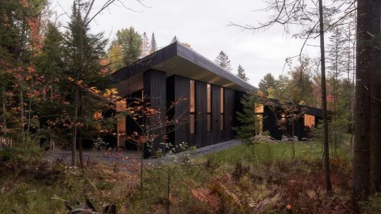 Działki leśne – możliwości inwestycyjne i prawne aspekty